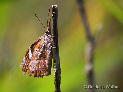 Butterfly On A Stalk_45034.jpg - Photographed along the Gulf coast at the Smith Oaks Bird Sanctuary in High Island, Texas, USA.